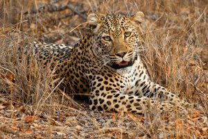 Leopard resting Leopard on safari