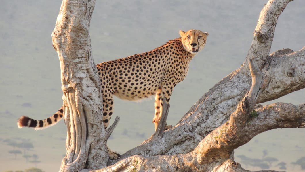 Mara Cheetah