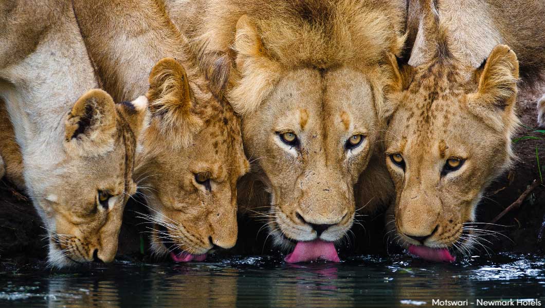 Lions Drinking in Motswari Private Game Reserve