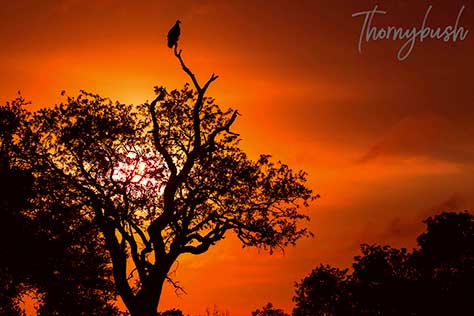 Thornybush