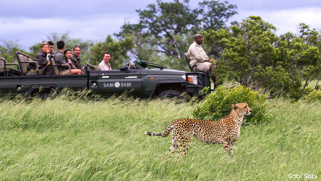 Cheetah at Sabi Sabi