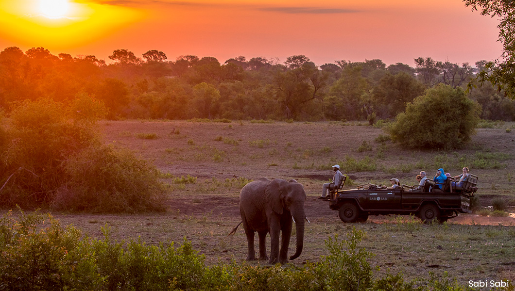 Game Drive at Sabi Sabi