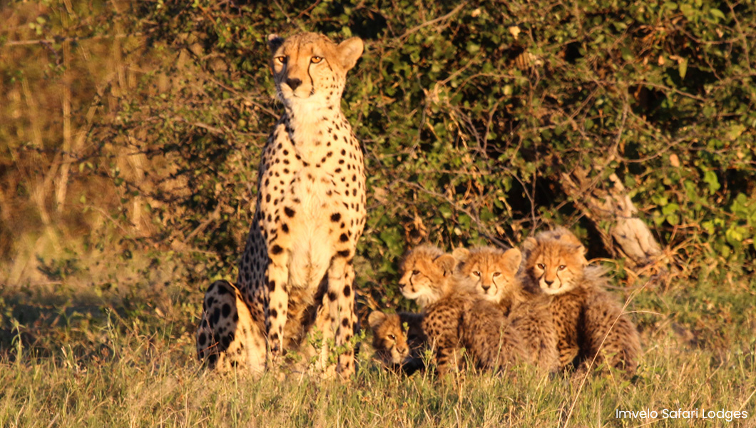 Zimbabwe - Cheetahs