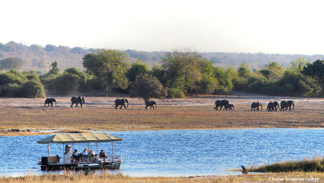 Chobe Elephants – Chobe Savanna Lodge