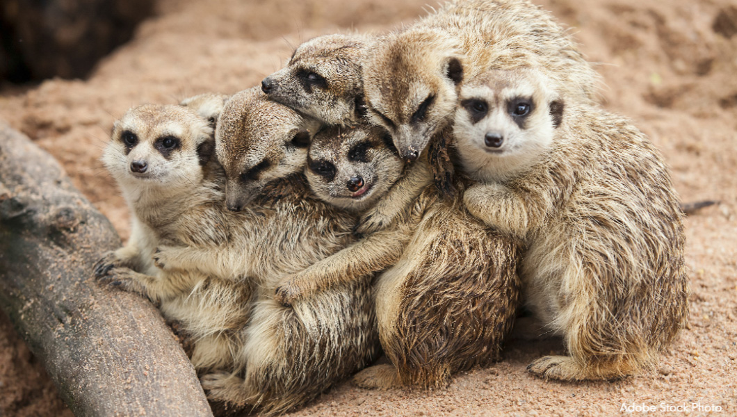 Meerkat Family