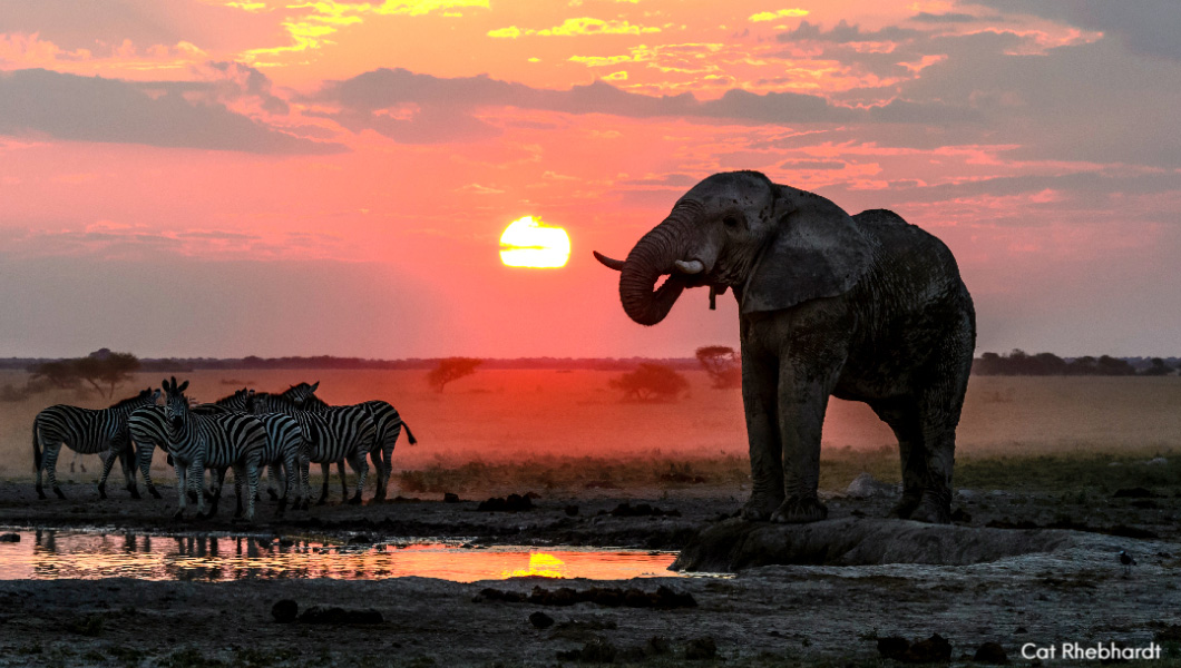 Elephant at Mkgadigadi