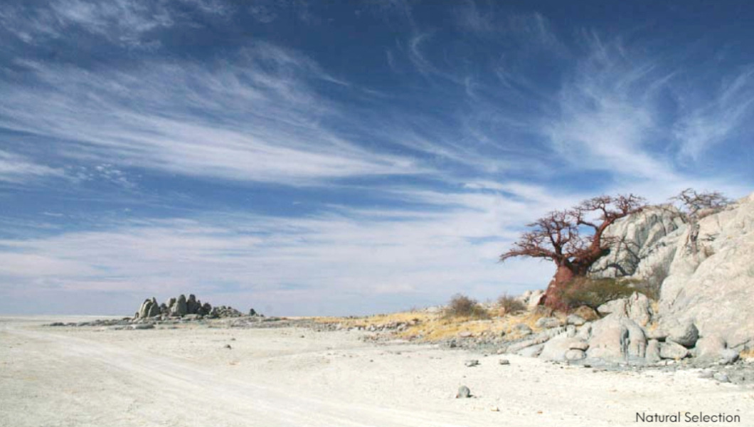 Makgadikgadi Kubu Island - rocky outcrops Natural Selection