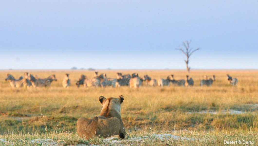 Lion and Zebras – Desert & Delta – Chobe National Park