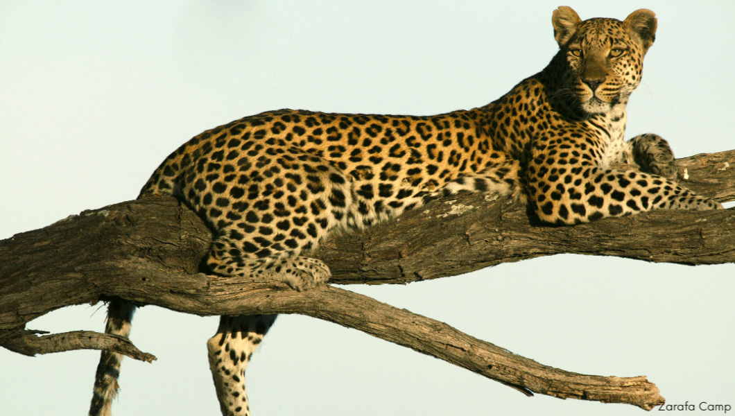 Leopard – Selinda Reserve – Zarafa Camp