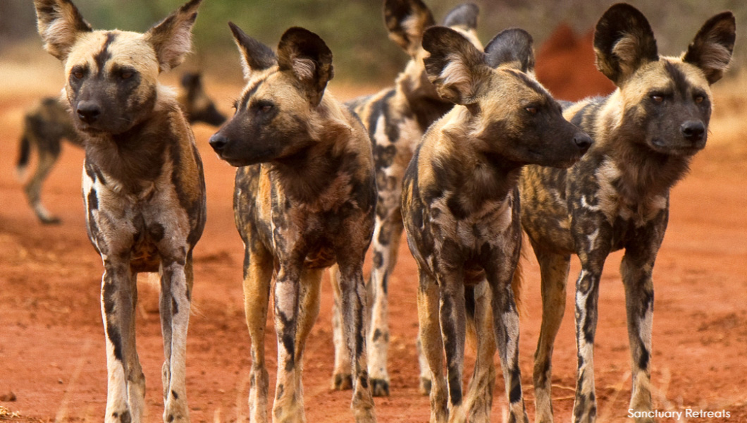 Wild Dogs – Sanctuary Retreats