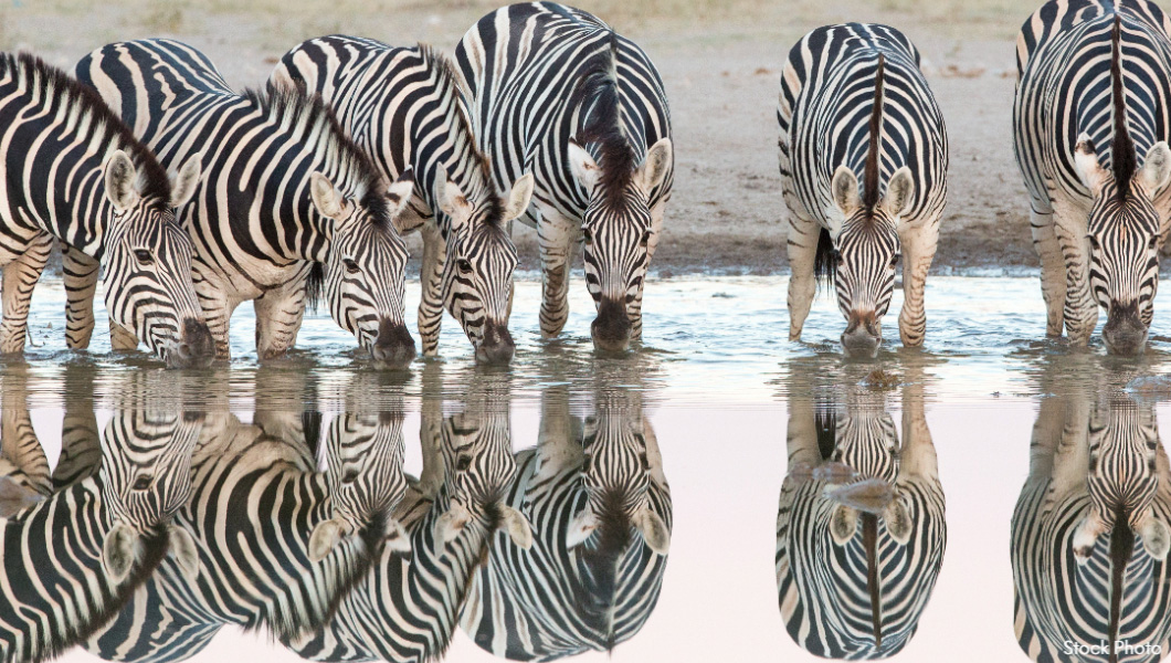 Zebra reflections