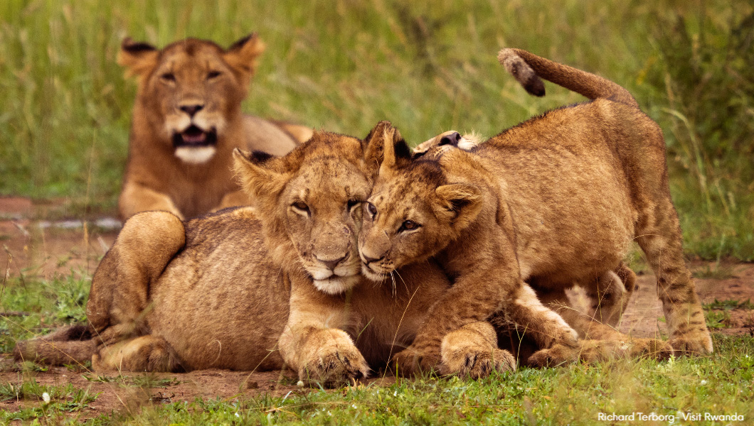 Lions in Akagera National Park