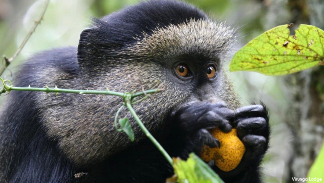 Golden Monkey in Rwanda
