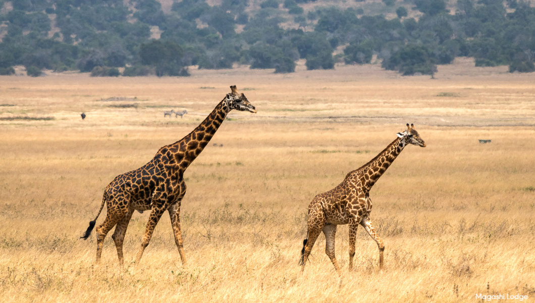 Giraffes in Rwanda