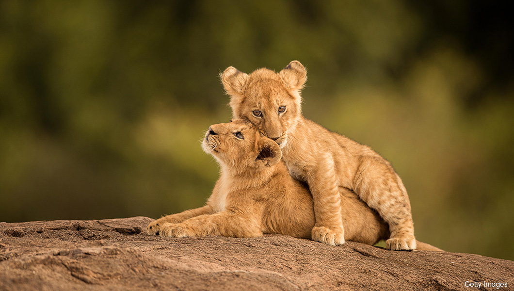 Lion Cubs in Africa