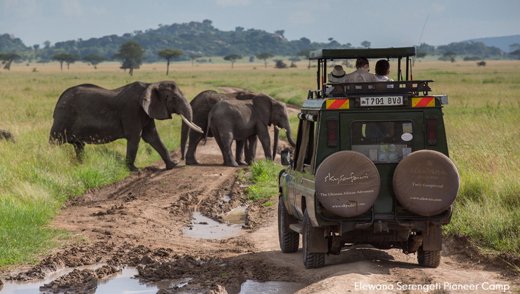 Elephants at Serengeti Pioneer Camp