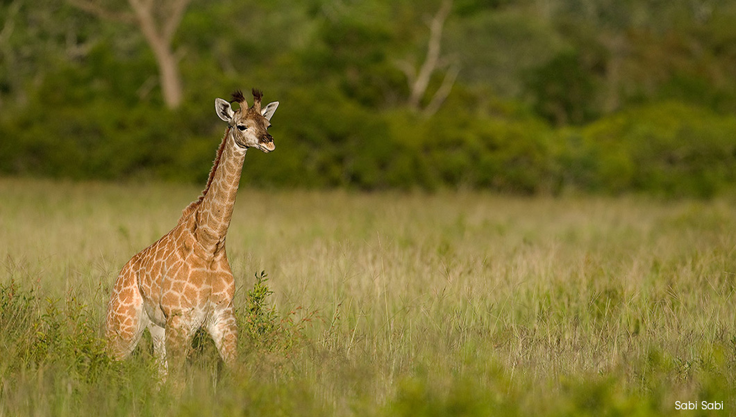 Giraffe at Sabi Sabi