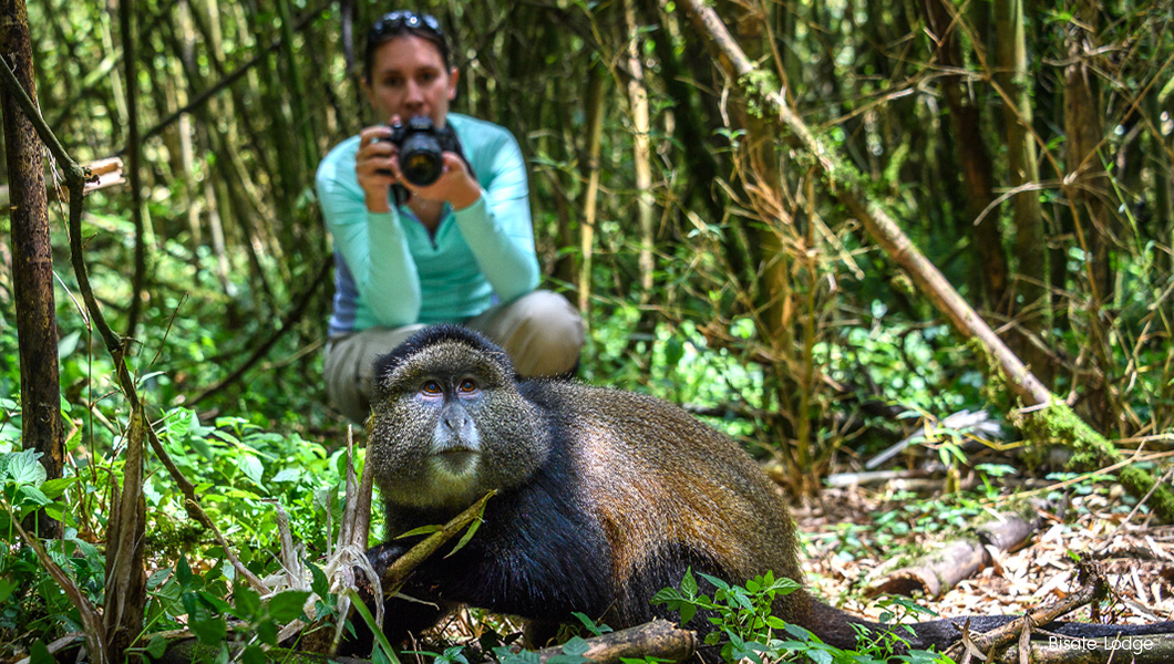 Golden Monkey near Bisate Lodge