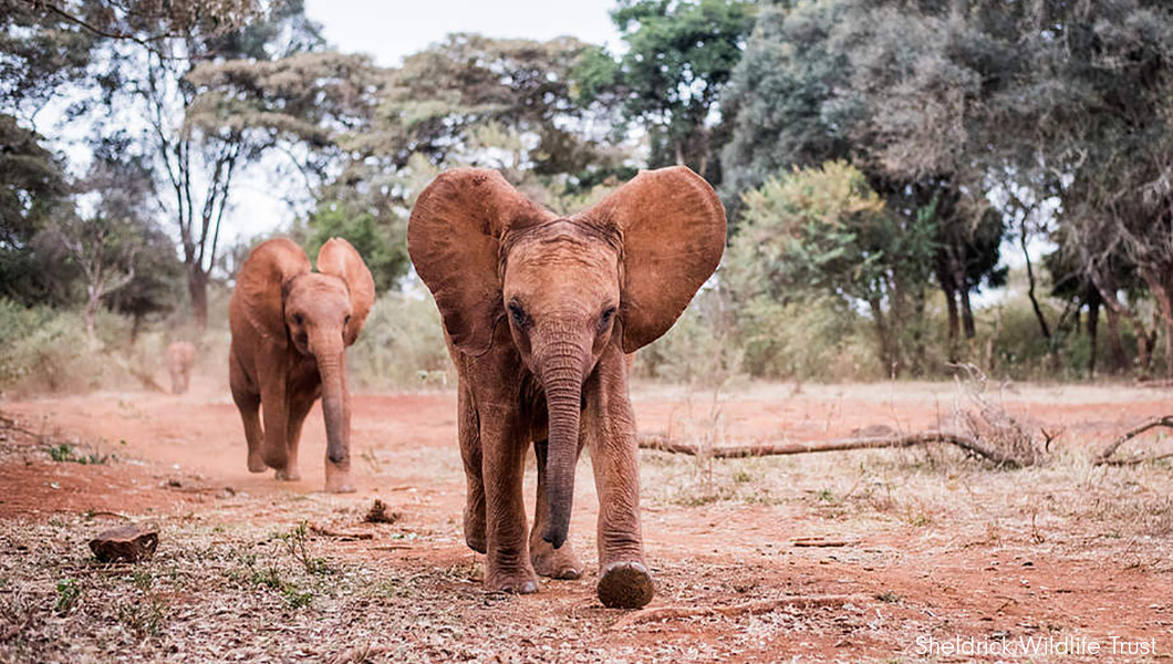 Sheldrick Wildlife Trust - Elephants