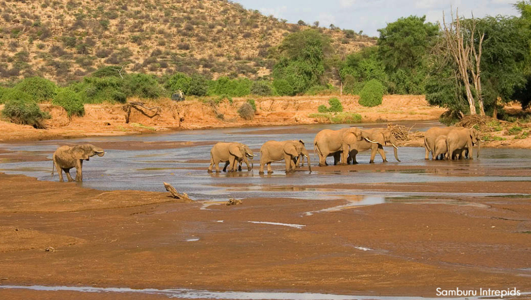 Elephants crossing a River