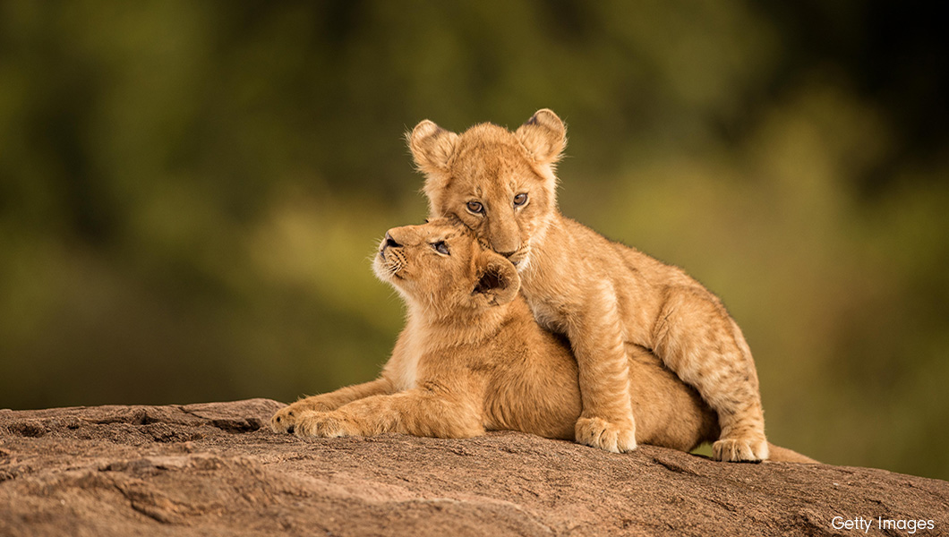 Lion cubs in Kenya
