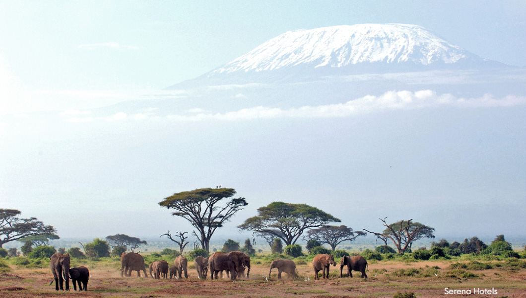 Elephants at Amboseli