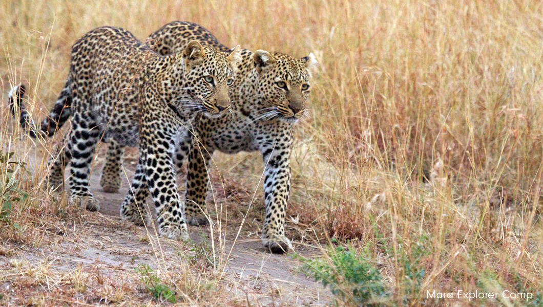 Leopards seen on Safari