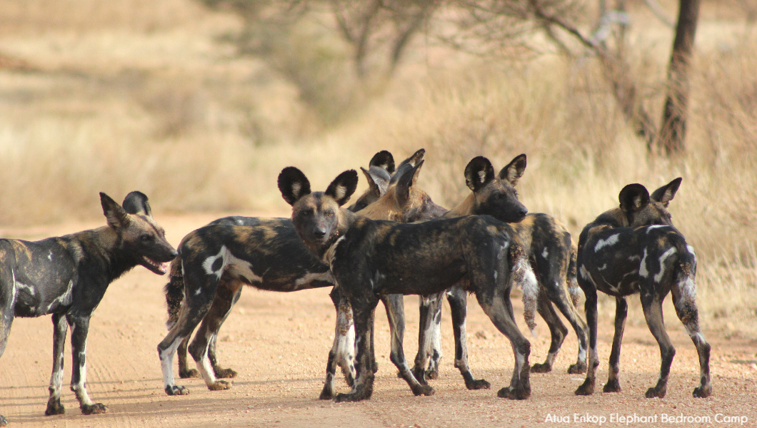 Rare Wild Dogs at Elephant Bedroom Camp