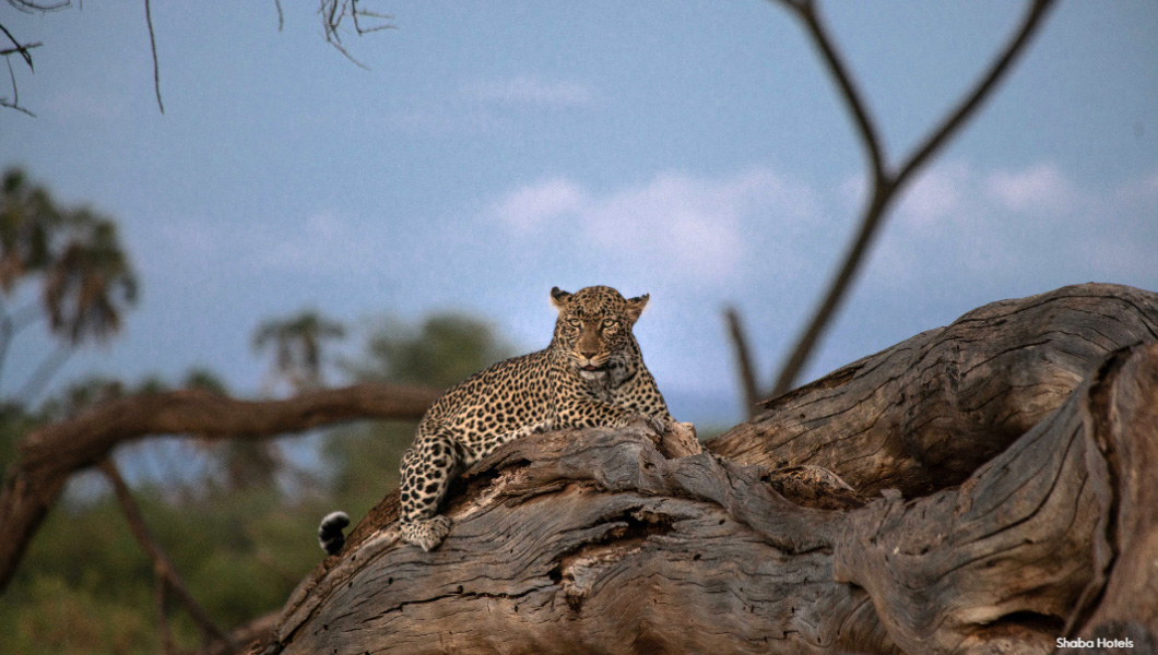 Leopard, Shaba National Reserve