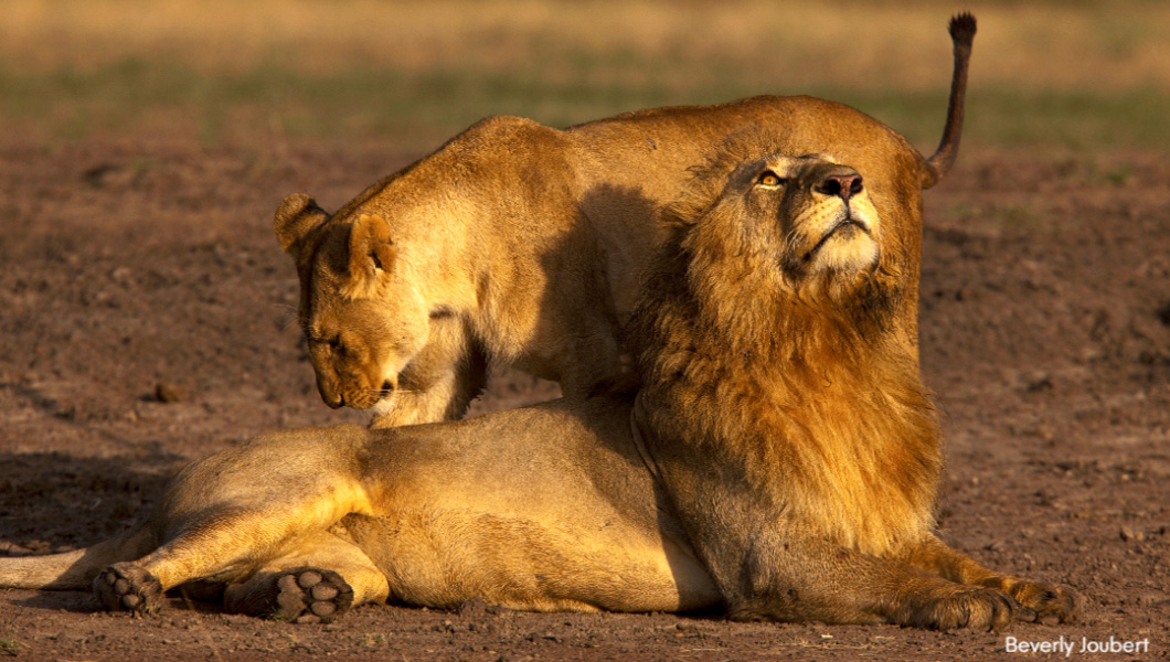 Lions in Kenya