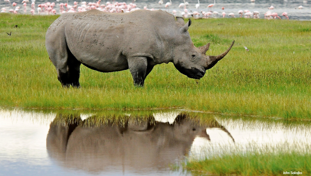 Rhino at Lake Nakuru