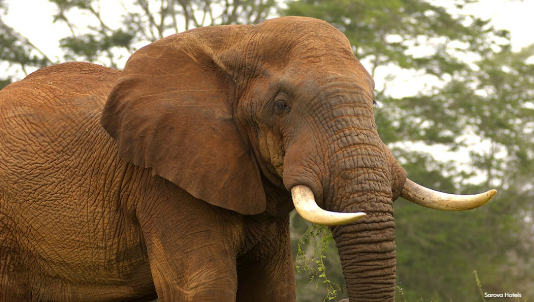 Elephant in Tsavo