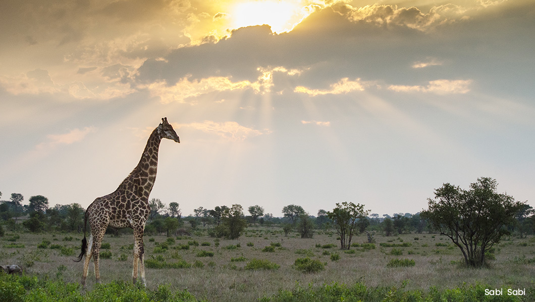 Giraffe at Sabi Sabi
