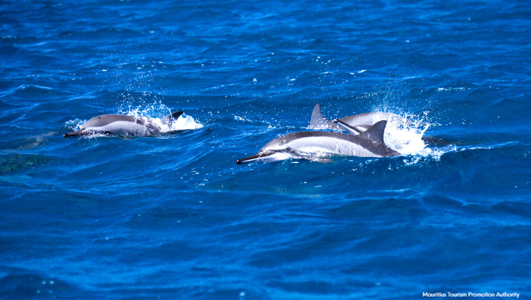 Dolphin Watching in Mauritius