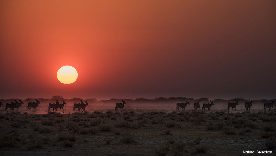 Etosha National Park