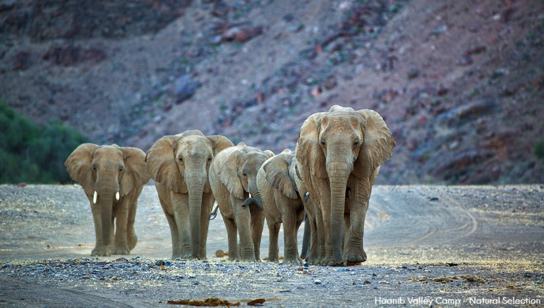 Elephants in Namibia