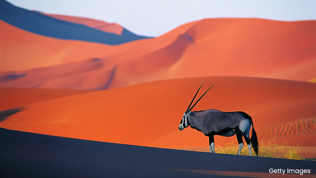 Oryx in Namibia