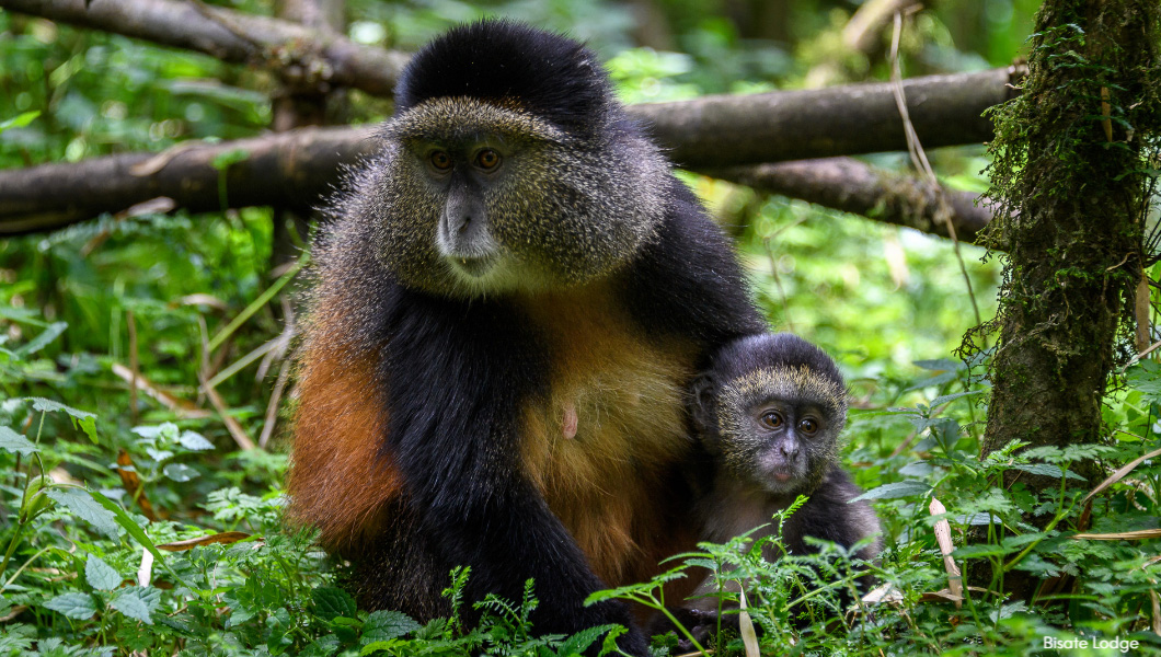 Golden Monkey in Rwanda