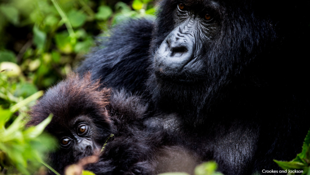 Gorilla Trekking in Rwanda