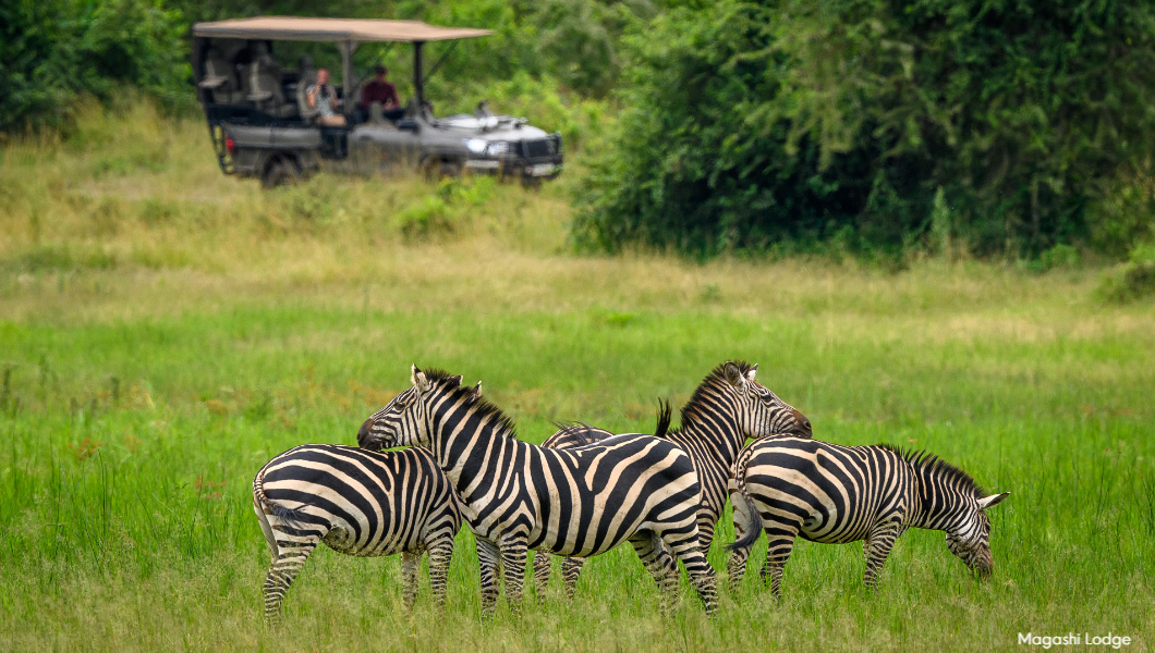 Game Drive in Rwanda