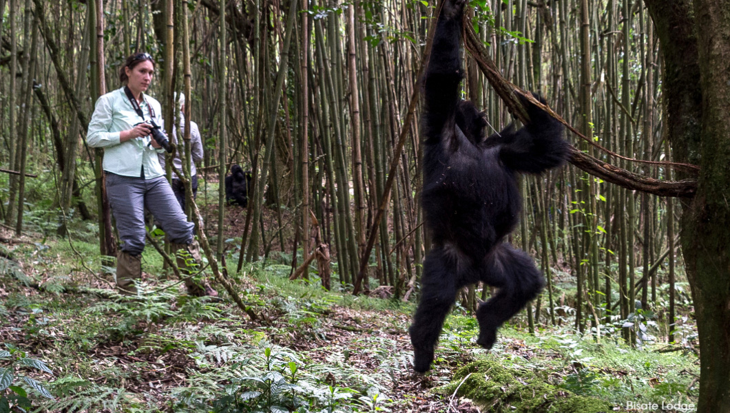 Photographing Wildlife in Rwanda