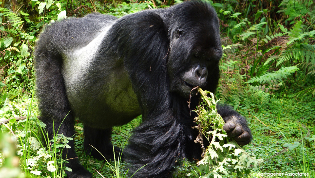 Silverback in Rwanda