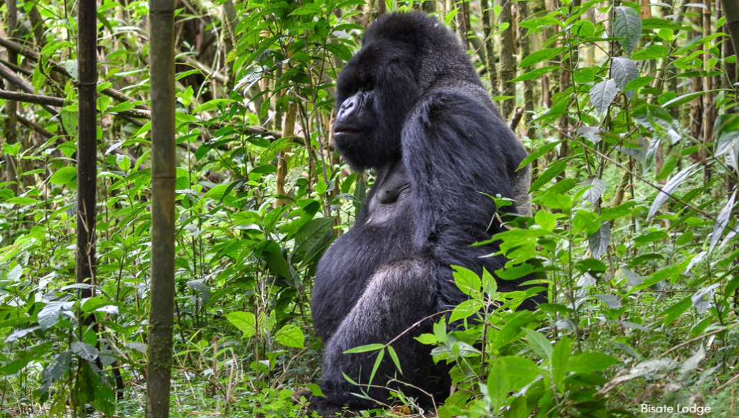 Silverback in Volcanoes National Park Rwanda