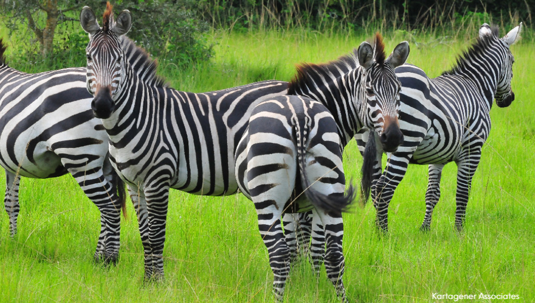 Zebras in Rwanda