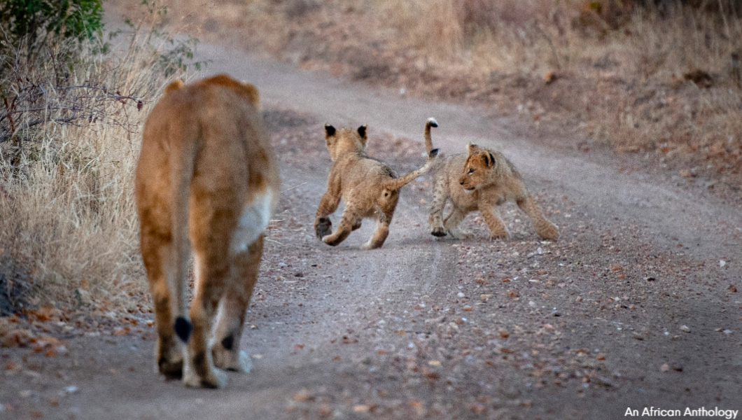 Lion cubs playing