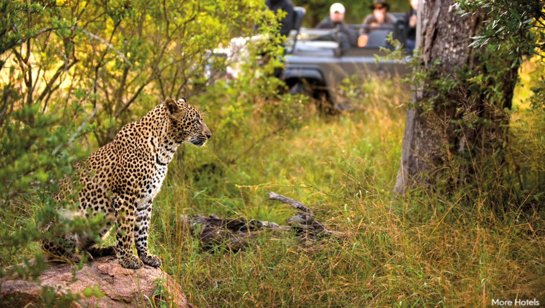 Game Drive in the Kruger National Park