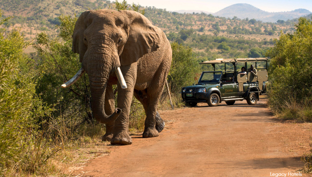 Game Drive in the Pilanesberg National Park