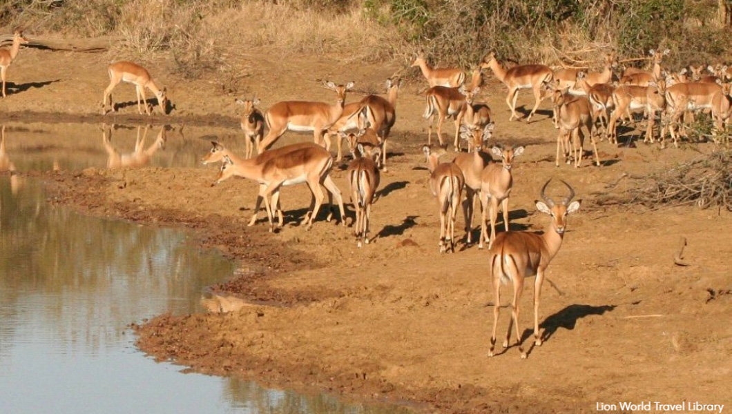 Sabi Sands Wildlife