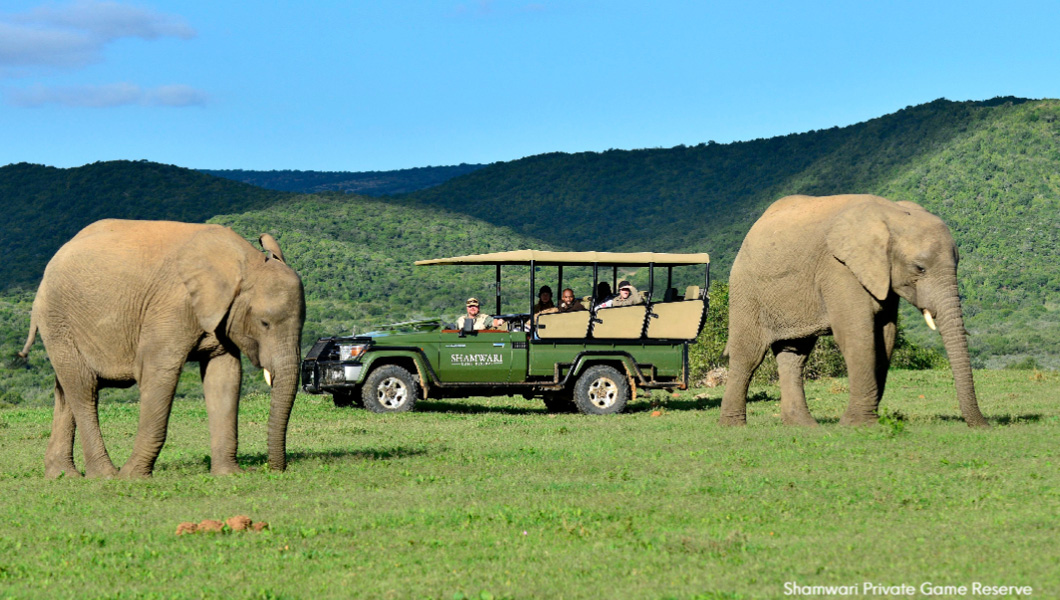 Elephants at Shamwari