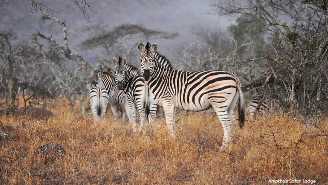 Amakhosi Lodge